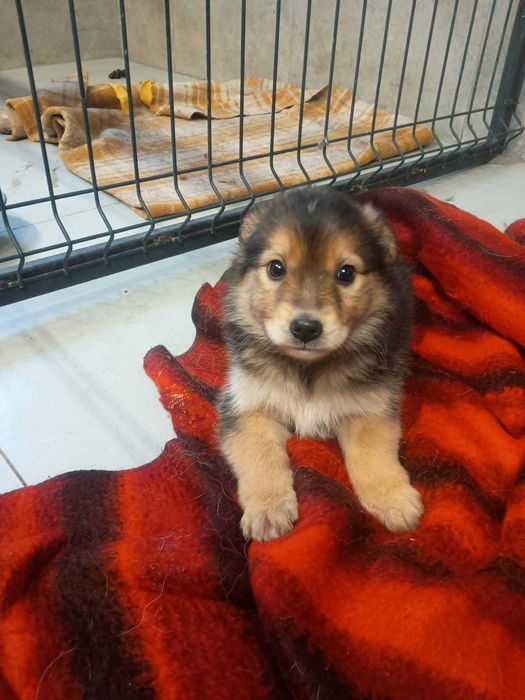 Szczenięta do adopcji