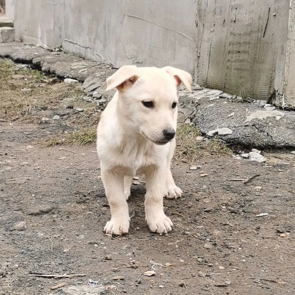 Щенок в хорошие руки