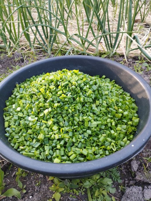 Ароматна сушена цибуля.3л/300грн