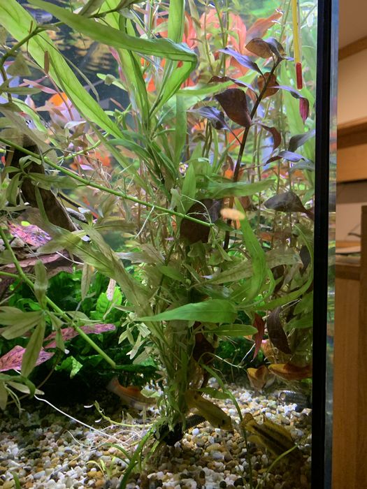 Roślinki akwariowe -zestaw cztetech roślin