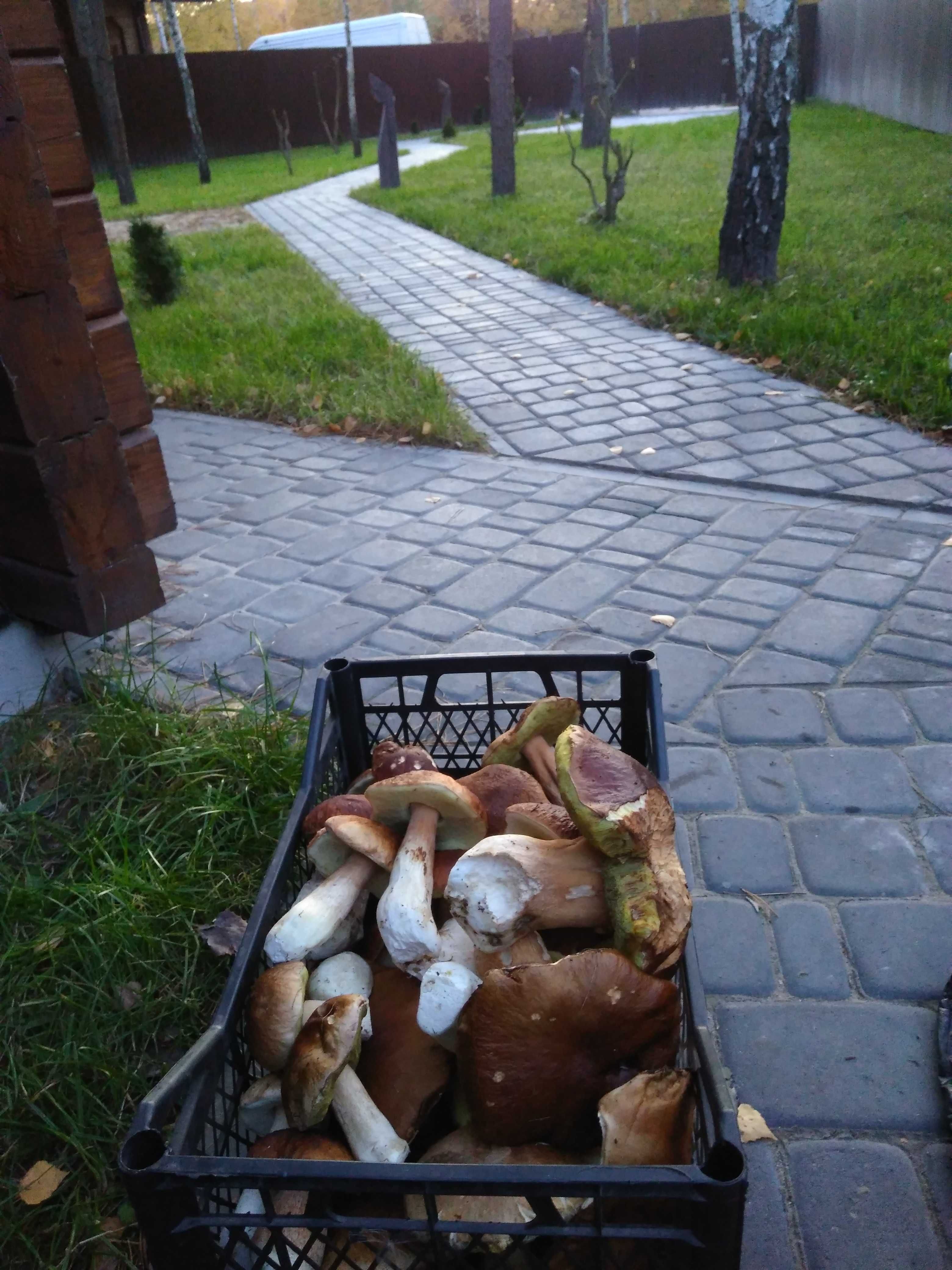 Продам дачу Світязь, Шацьк (Іллічівка)