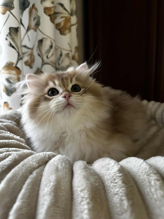 Kot brytyjski kocurek złoty