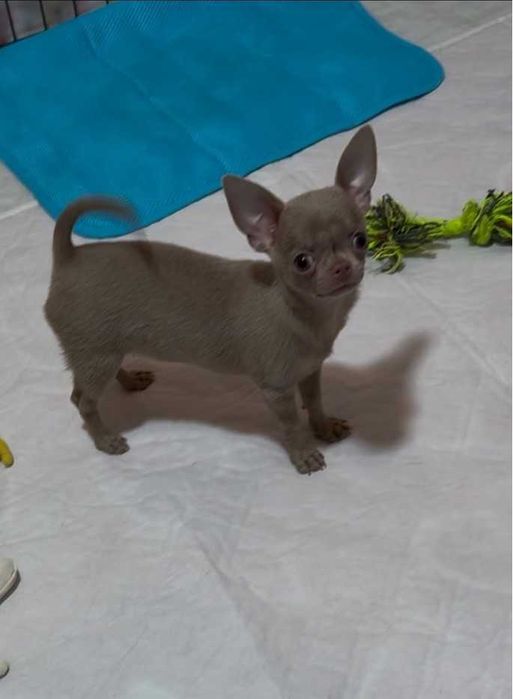 Лиловая девчонка чихуахуа, мини.