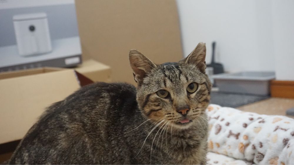 Gato FELV para adoção