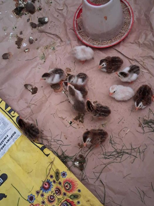 Sprzedam młode kaczki i perliczki