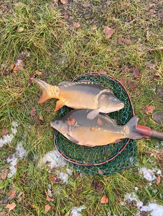 Karp handlowy ogłoszenie hurtowe powyżej 1 tony