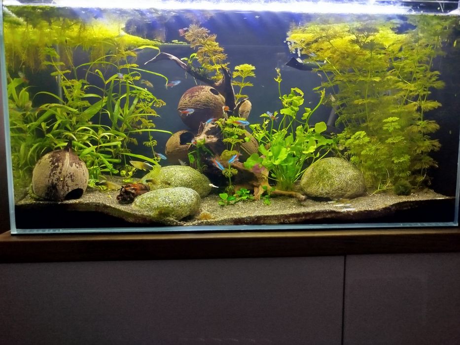 Akwarium full optiwhite 96l szlifowane szkło opti