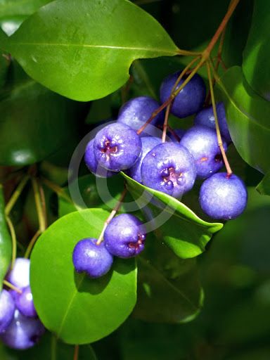 Árvore da cereja Azul - PLANTA VIVA