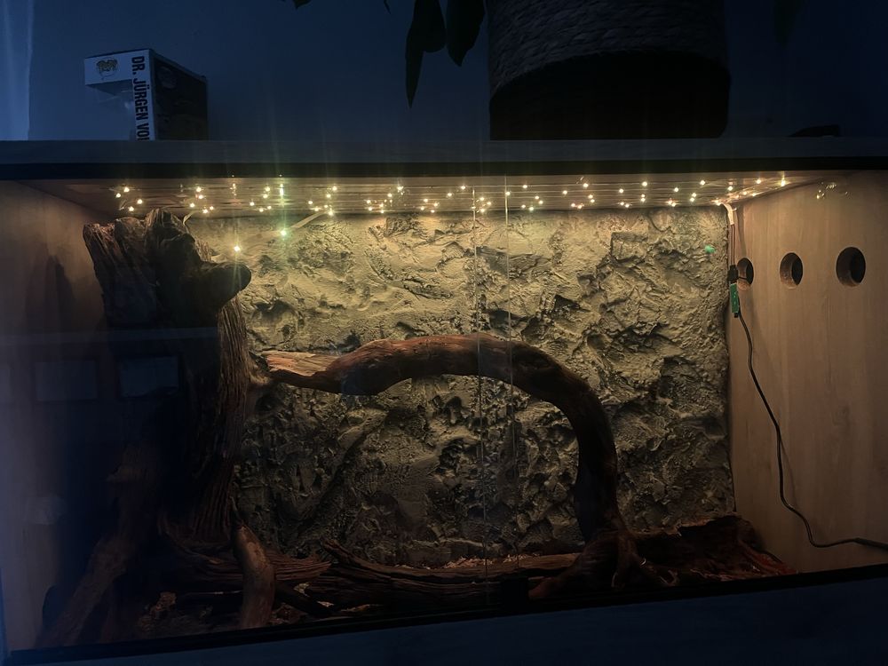 Wąż zbożoby samiec + terarium