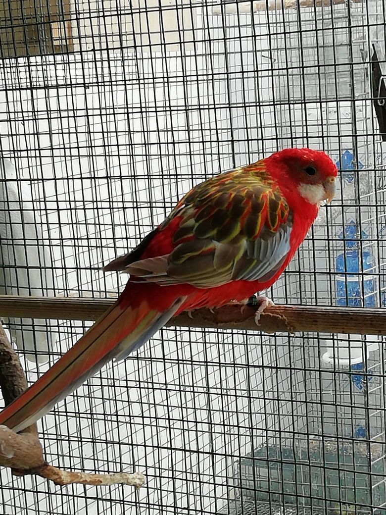 Aves platycercus - Roselas