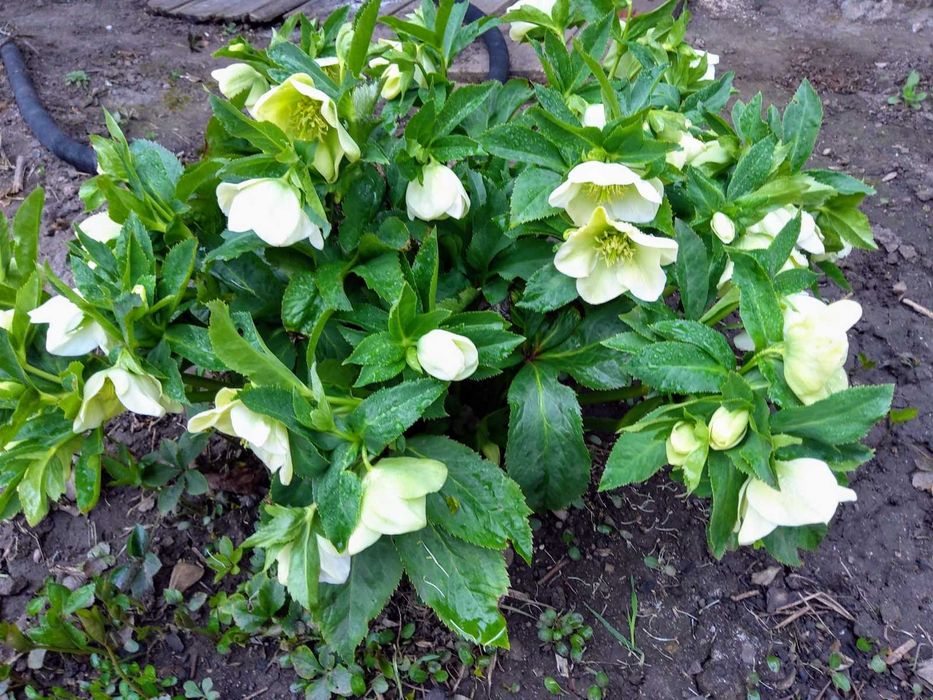 Морозник,сантолина ,розмарин,безвременник.