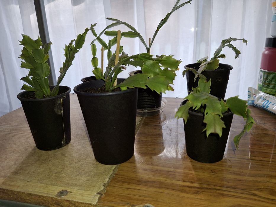 Лилия  комнатная, кактус, каланхоэ, рождественник. . ,