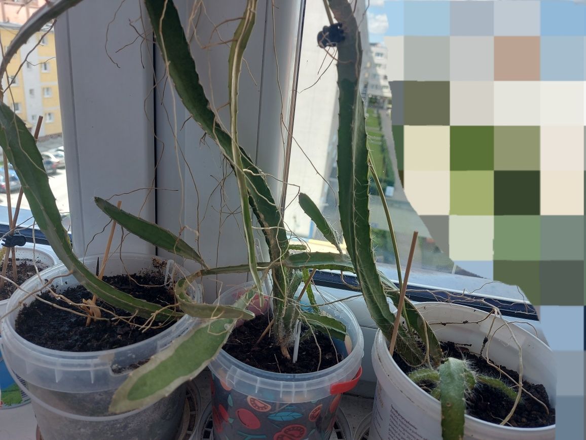 Kaktus Pitahaya za darmo