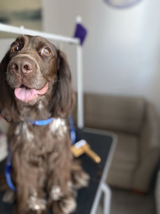 Strzyżenie Psów | DOG GROOMER | Wrocław