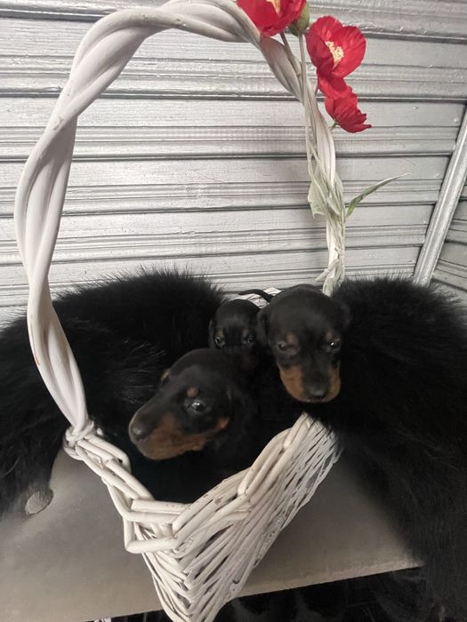 Готуються до продажу такси