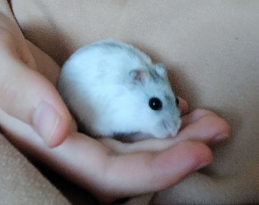 Хом'ячок джунгарик з кліткою. Клітка для хом'яка