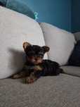 Yorkshire Terrier miniaturka
