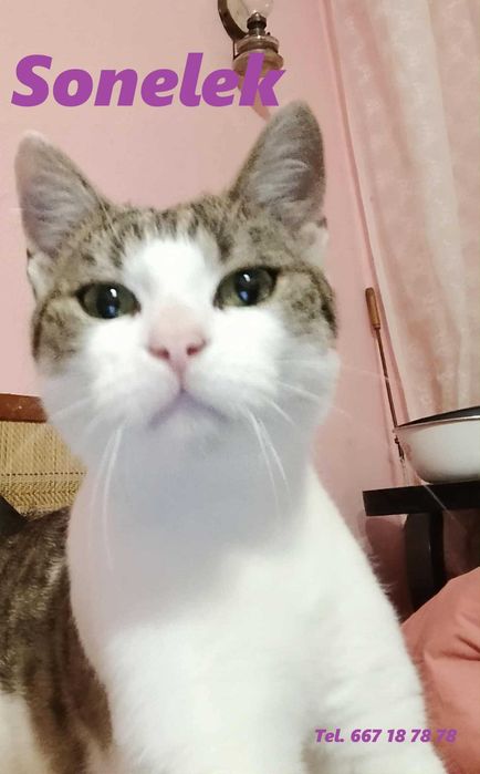 Łagodny, kochany kocurek