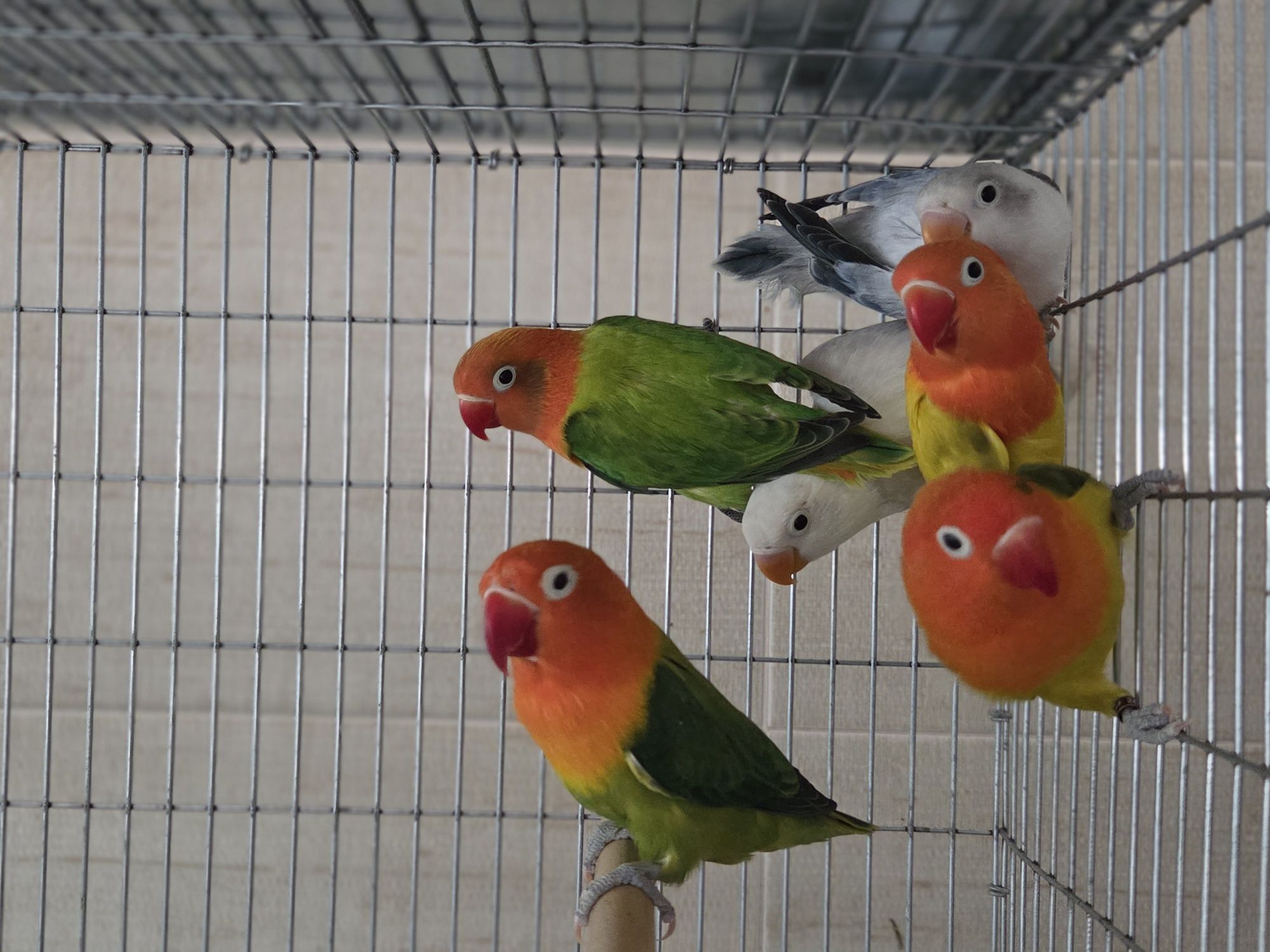 Agapornis Fischeris e Personatus