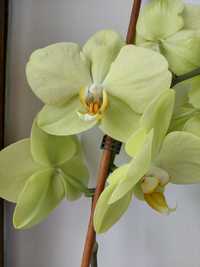 Орхідея (фаленопсис) молода лимонна