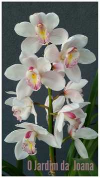 Orquídeas (Haste Floral)