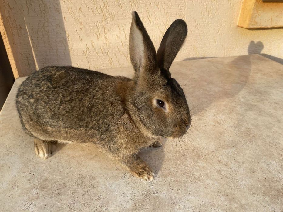 Продам кроликів