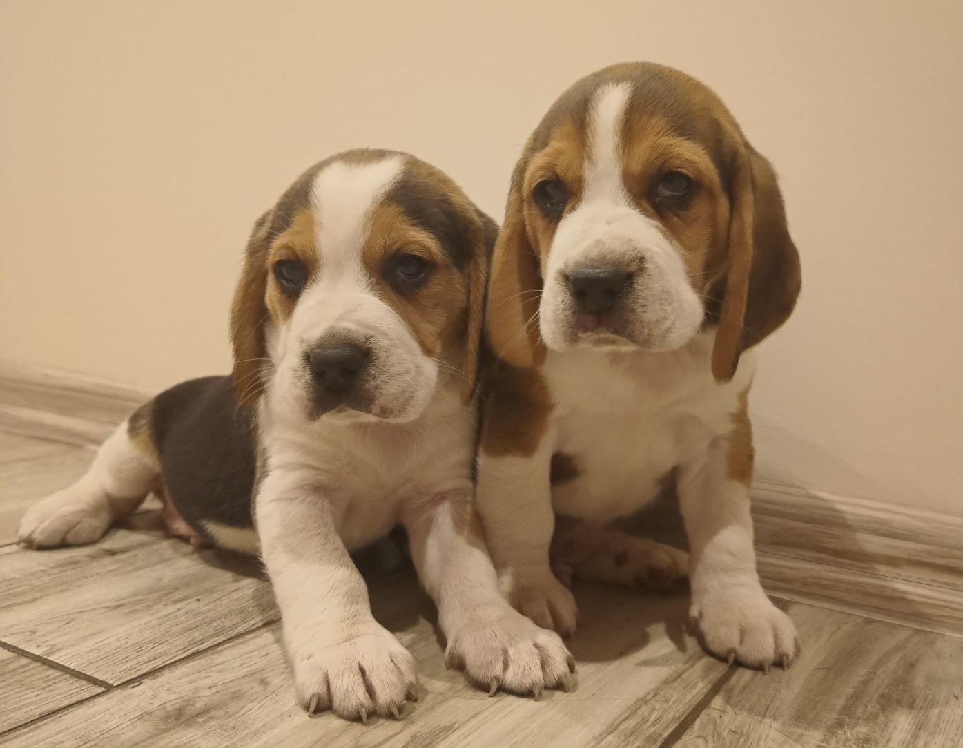 Szczeniak Beagle tricolor
