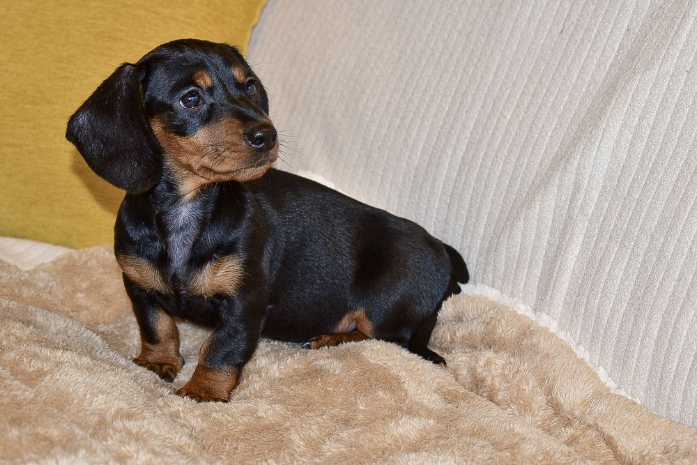 Teckel fêmea disponível