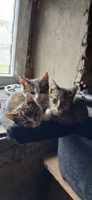 Oddam 4 małe kotki za darmo