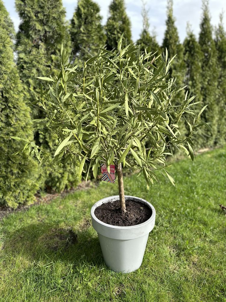 Bardzo duży Oleander na pniu z doniczką