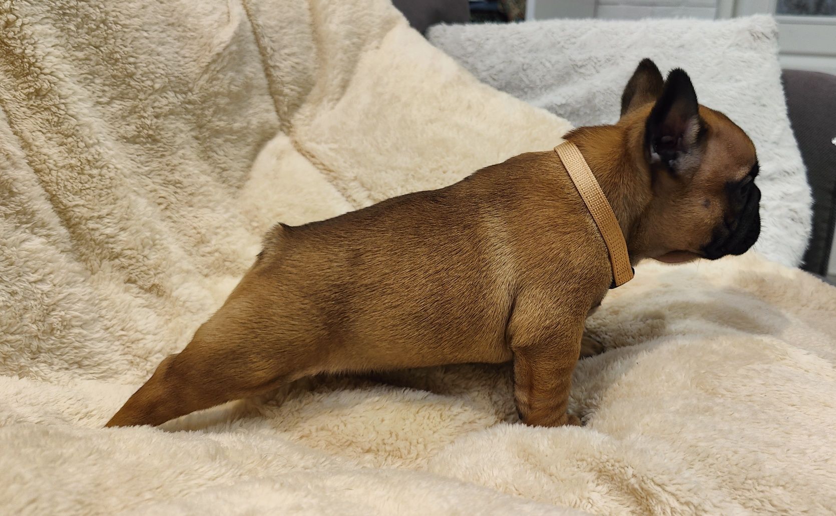 Buldog francuski, chłopczyk ZKwP/FCI