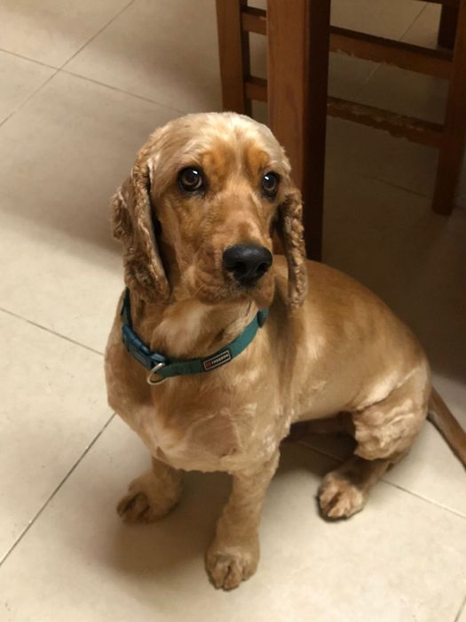 Woodie- cachorro cocker spaniel ingles para adoção