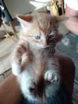 Małe kotki do adopcji 2 rude koty