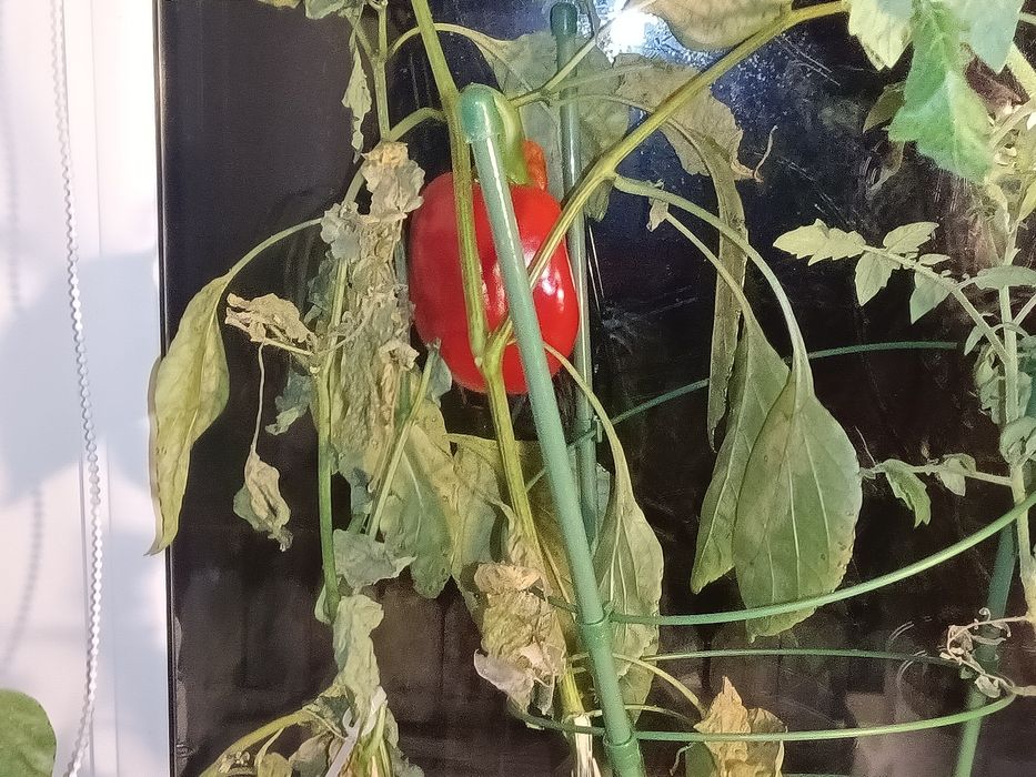 Szczepki papryki, pomidorów, roślin doniczkowych do sprzedania