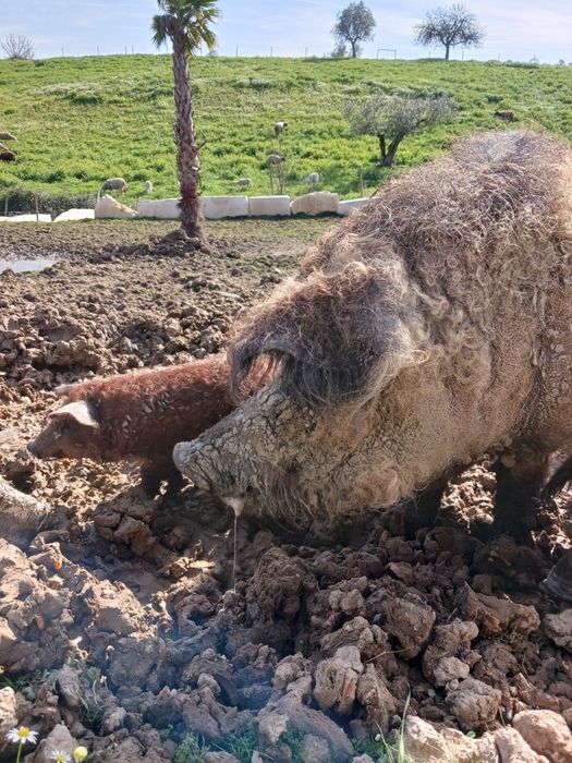 Porco ovelha Mangalitsa