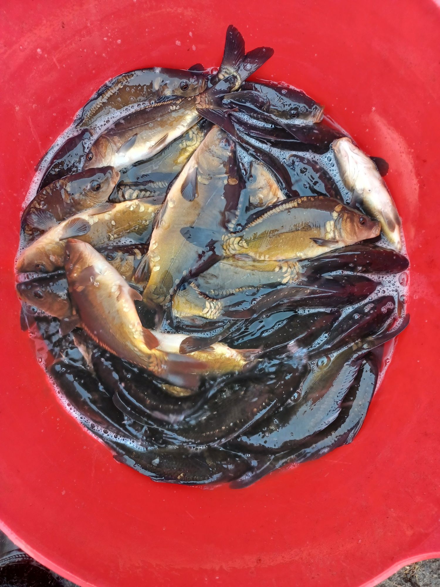 Karp narybek/kroczek. Lin , Amur , Tołpyga , Węgorz..