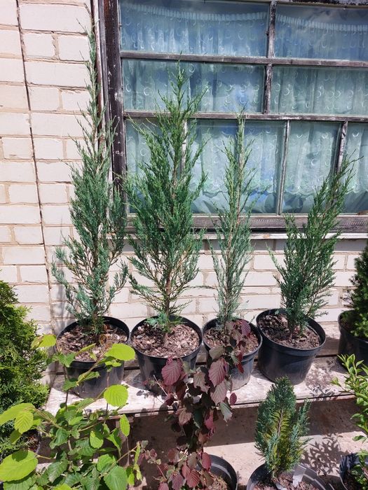 Ялина Коніка, ялина Нідіформіс, ялівці скельний Блю Ароу та інші