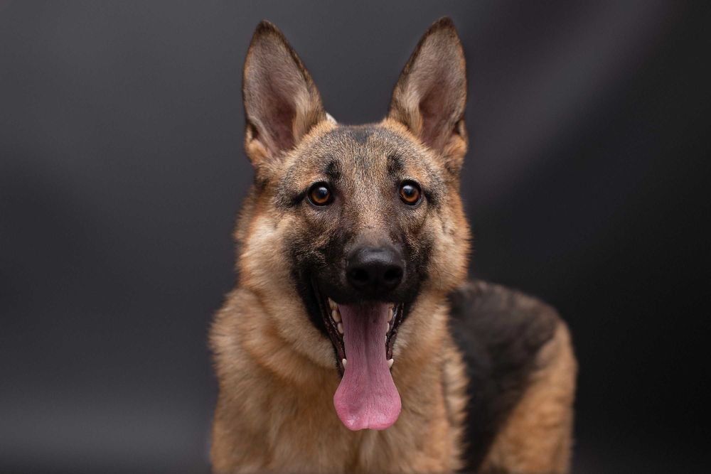 Віддам в добрі руки собаку дівчинку підлітка Леону.