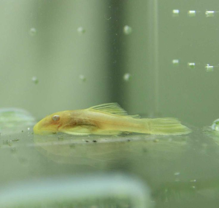 Ancistrus albinos