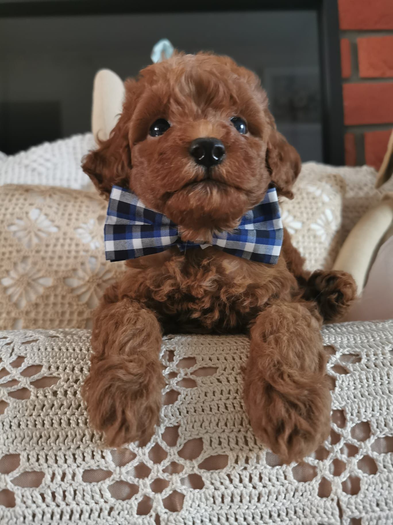Pudel toy red brown piesek