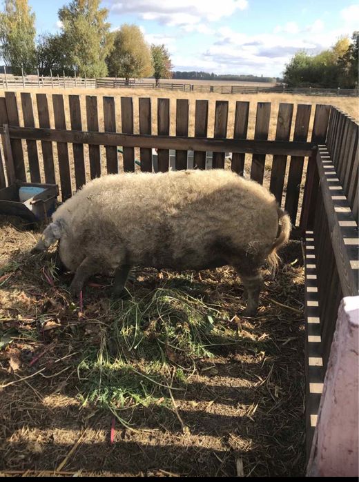 Продаються поросна свиня і кабан