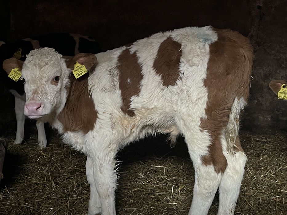 Cielaki byczki jałóweczki oraz cielaki samodzielne