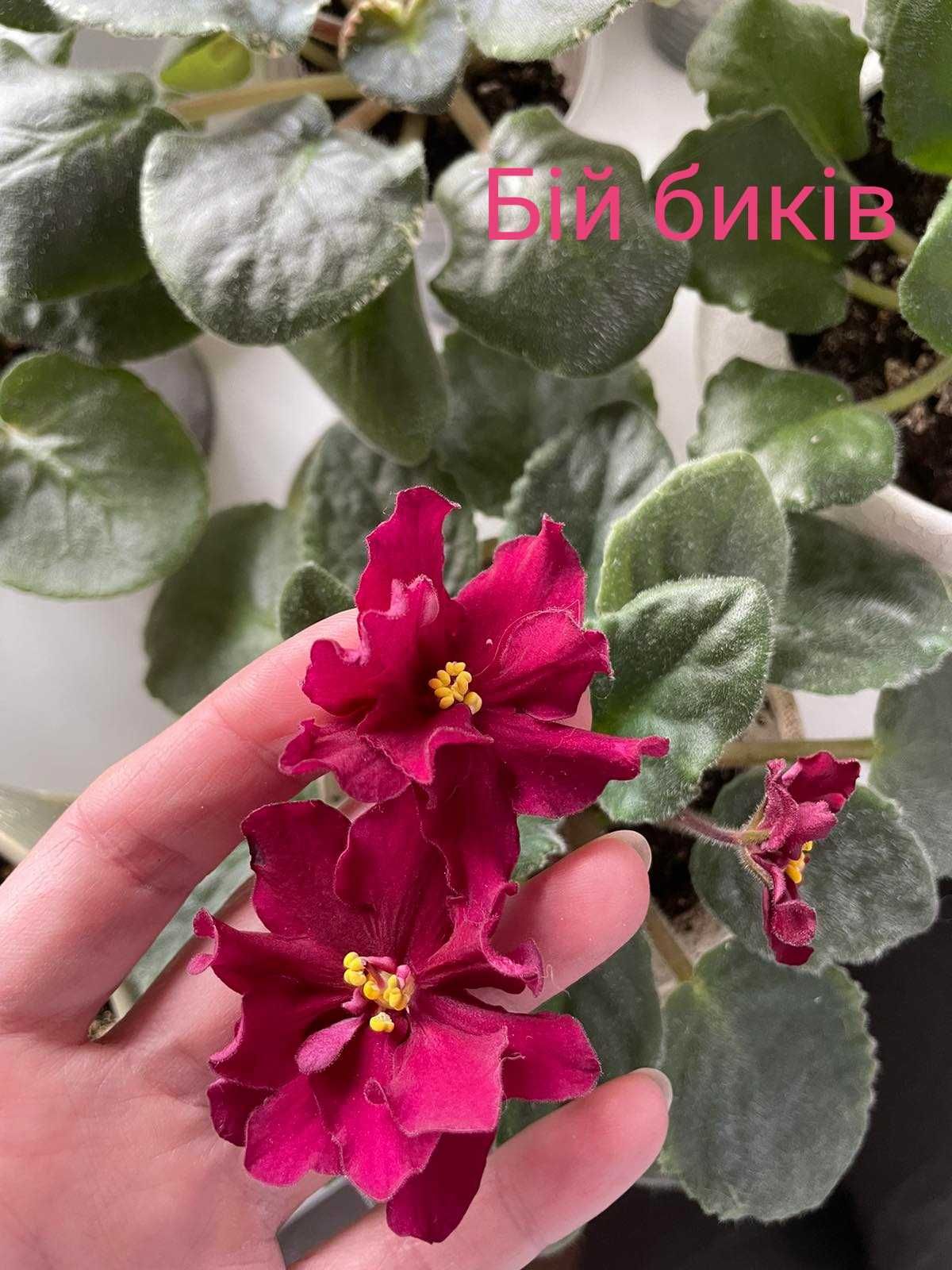 Фіалки кімнатні сортові