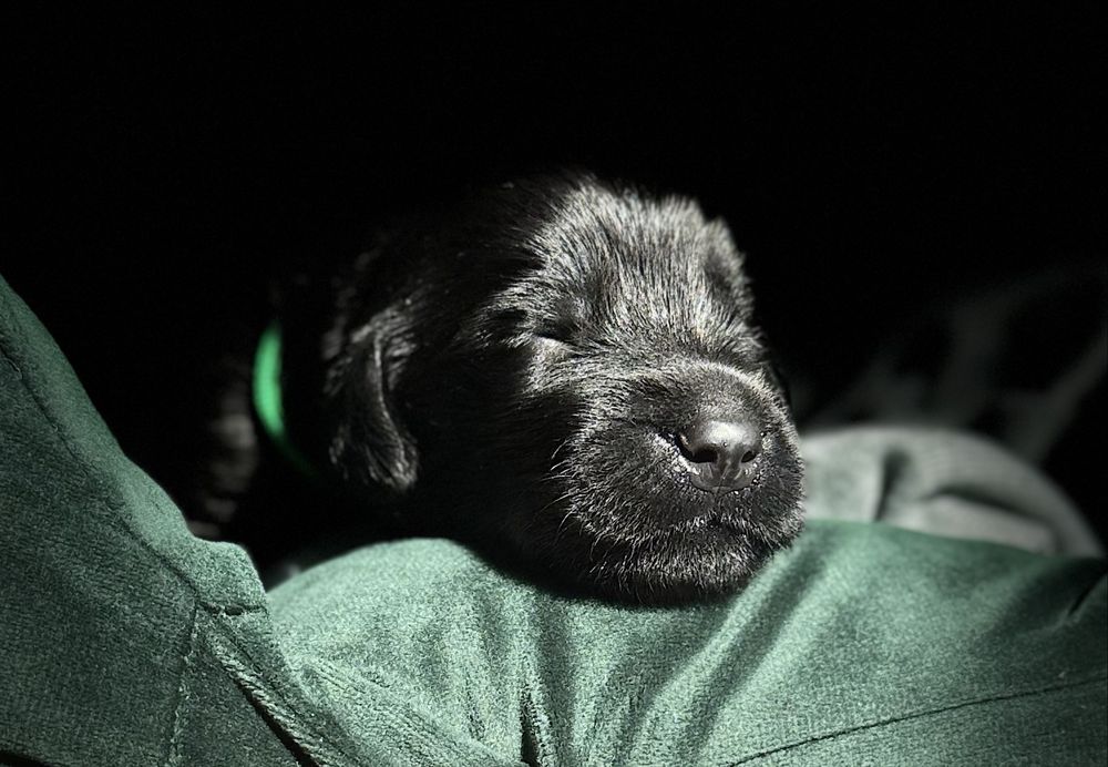 FLAT COATED RETRIEVER - czarna dziewczynka odb początek Grudnia