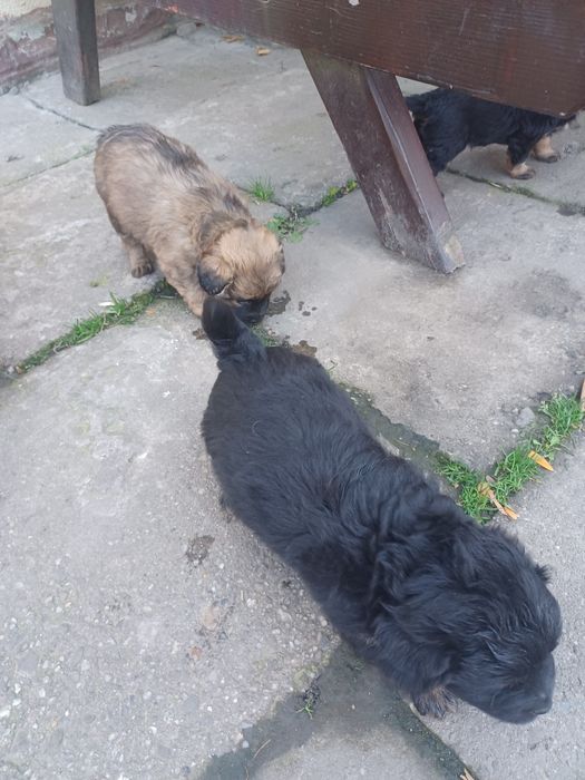 York maltańczyk suczki