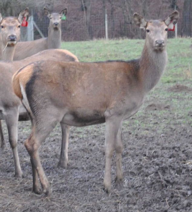 Jeleń szlachetny łania