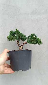 Drzewko Bonsai z jałowca Shimpaku