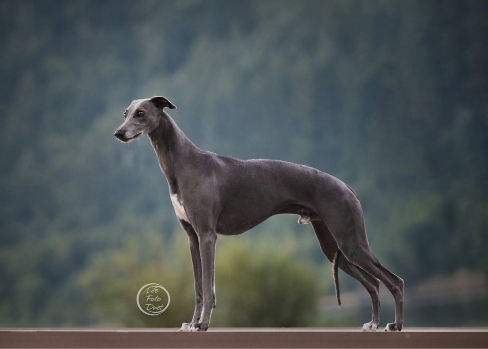 Whippet chart angielski ZKwP ekstra black color Revirado FCI