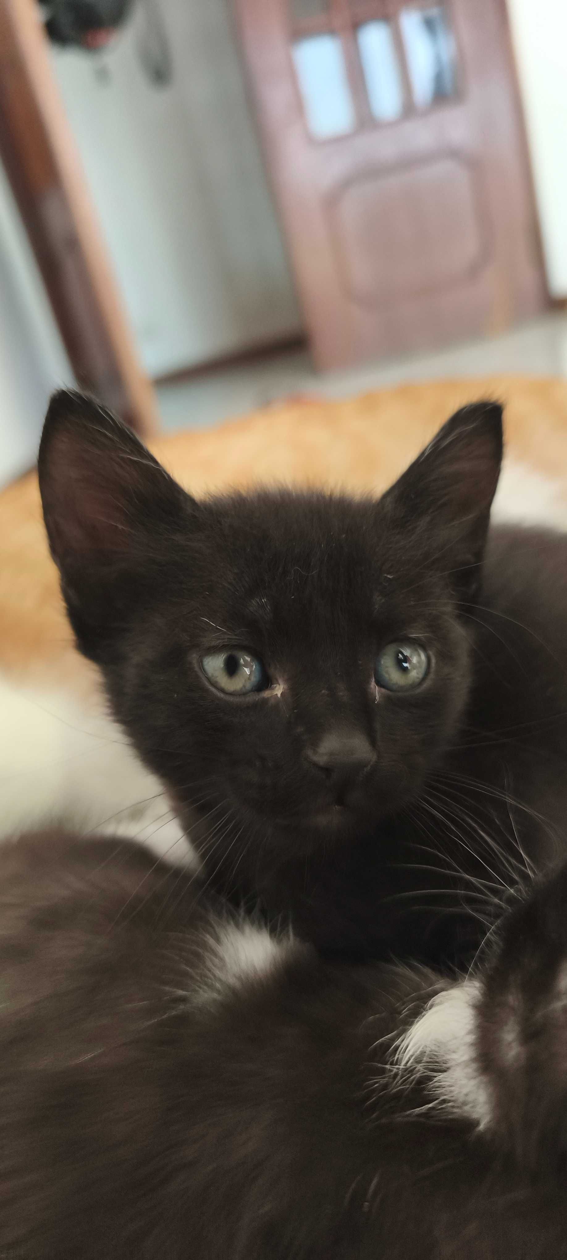 Gatinhos fofos para adoção