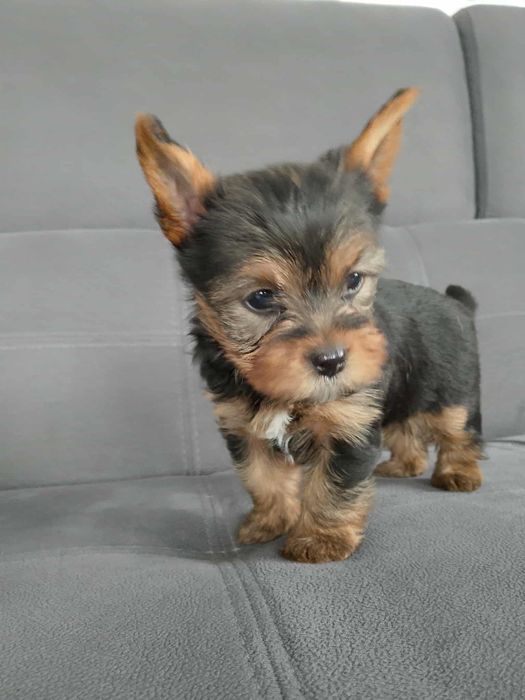york shizr terrier